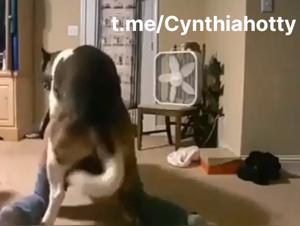 Hund vögelt eine harte Frau