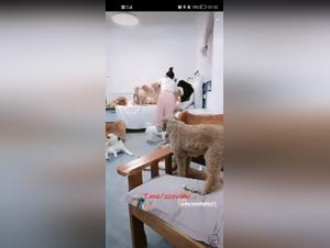 Asian Dog Sex Gangbang