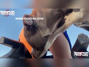 Bestial Experience: Dog Sex Videos