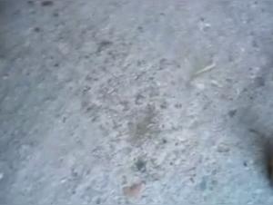 the discovery of bestiality videos