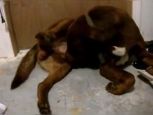 Woman and dog in a shocking bestial relationship