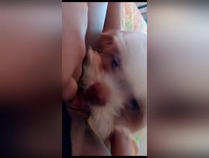 baise chien sauvage