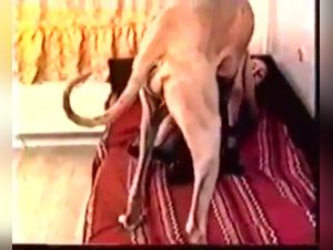 Russian Women and Dogs: Extreme Bestiality Videos