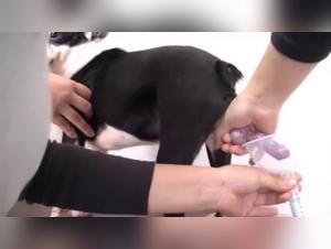 Dog sperm harvesting by a scantily clad woman