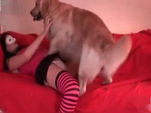 Dog fucks hidden whore