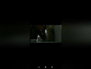 A beastly experience between a dog and a woman