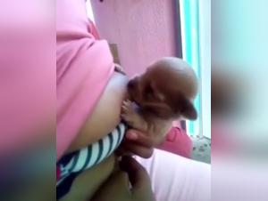 Puppy Breastfeeding - Woman and Dog