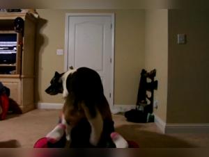 Bestiality sex scene with dog