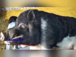 Anal Revision Milly - Chien Fouge Partie 1