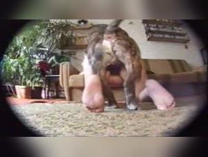baudrerie canine avec femme enceinte