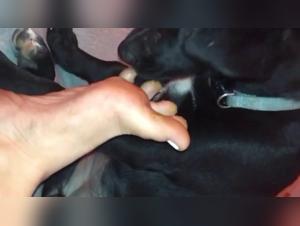 la salope se laisse violer par son chien