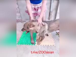 Salope Chinoise Baise Chien Partie 1