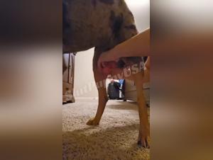 Dog Pornography Uncensored