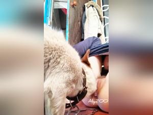 adolescente atrevida, sexo con animales
