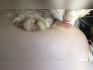 zoobeege and pornovolk