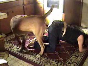 mädchen fickt hund spielen