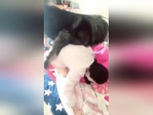 Bestiality Sex Video: The Swallow and the Dog