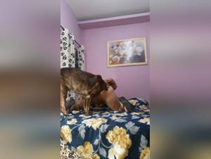 Woman subjected to a dog in a bestial video