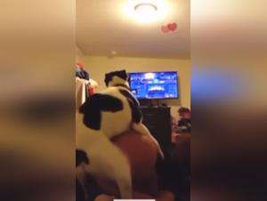 Extreme Zoophilia: Animal Lust & Hardcore XXX