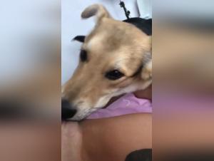 Video of Sex with a Dog