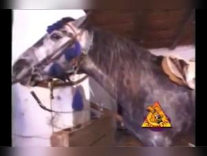 Best Sex Videos with Old Woman and Horse Fucking