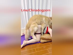 Asiatische Hundefreundin