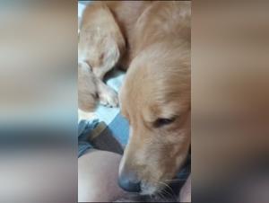 délectations animales : elle suce son chien avec passion