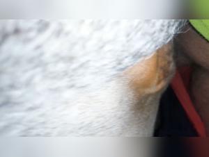 Understanding UK Beastiality Law & Illicit Content