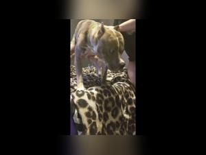 The hottest dog sex moments on Bone Time