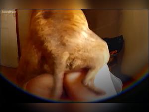 Zoofiliaxxx : Rape rapida con una bambinaia, video gratuiti e seduzione rapida