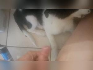 porno zoo bestiality tubes