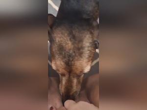 baise canine : débauche brute et jouissance