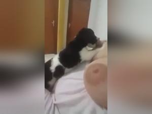 Exploring Canine Intimacy