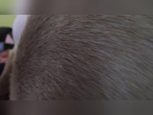 Jesse - 13, Hund Sex mit Mädchen