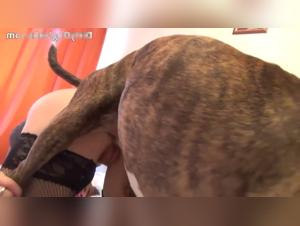 animaux fouettent, esclaves sexuelles