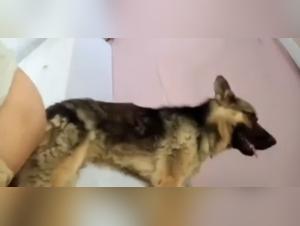 Salope fucked by her dog, Part 1