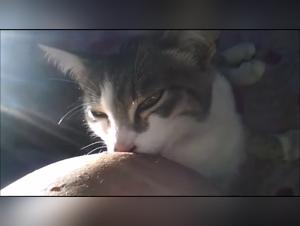 Woman Breastfeeding Puppy: Bestiality and Zoophilia Video