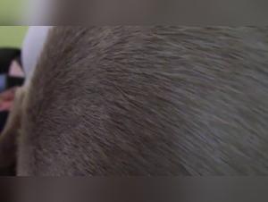 Woman and dog: a bestial and passionate relationship