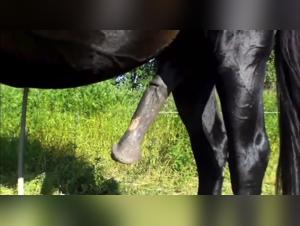 indian bestiality artzoo