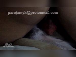 live bestiality porn