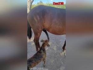 Bestiality Videos: Horses and Dogs