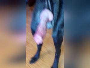 The Best Animal Sex Stories for Zooschool and Pussy Lovers