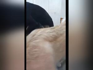 folie canine : baise animales extrême