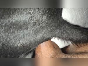 feline bestiality : explicit sex sessions
