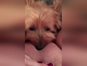 Bestiality: A woman and her neighbor's dog