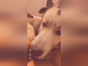 Bestiality: A woman and her dog in a shocking video