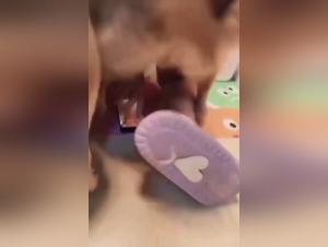 Dog Bang Sluts Gangbang Part 1