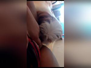 brazilian friend dog sex