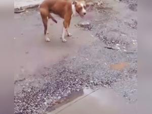 Explore zoo pornic parkplan: Exclusive Content