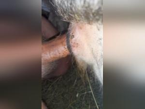 Bestiality Unveiled: Legal & Taboo Lines